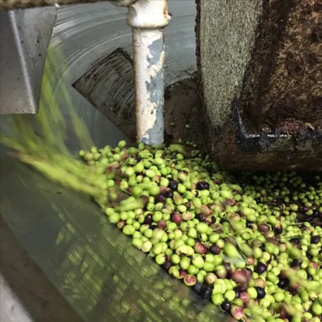 Gallery 1 of Extra Virgin Olive Oil | El Kelaa Des Sraghna Wholesale